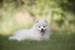 강아지