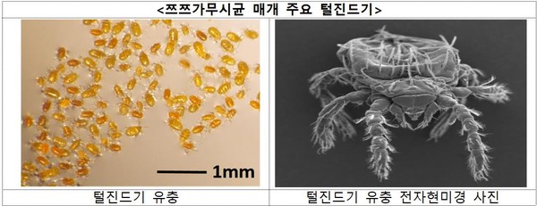쯔쯔가무시